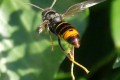 Frelon asiatique